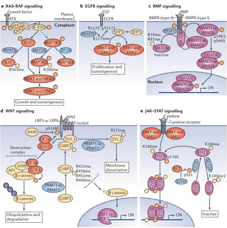 Regulation of cellular signalling pathways by protein methylation.Regulation of cellular signalling pathways by protein methylation.